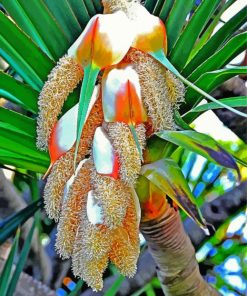 Pandanus Flower Paint By Number