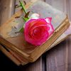 Pink Rose Flower On Book Paint By Number