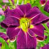 Purple Daylilies Paint By Number