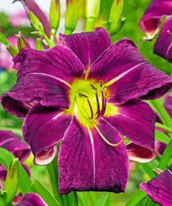 Purple Daylilies Paint By Number