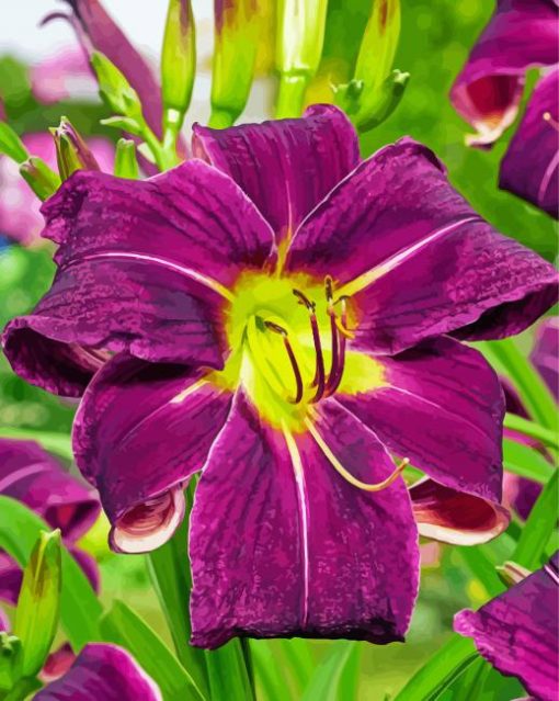 Purple Daylilies Paint By Number