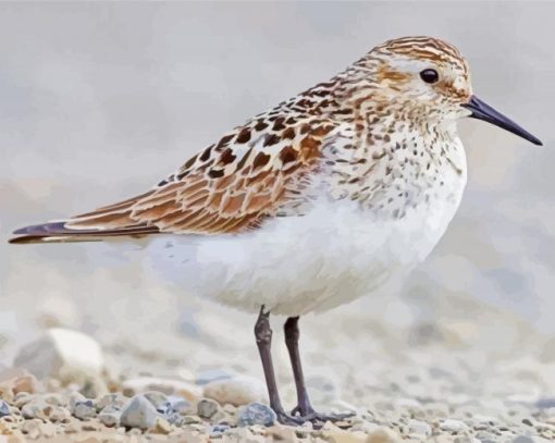 Sandpiper Paint By Number