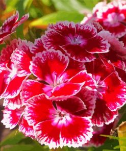 Sweet William Flowers Paint By Number