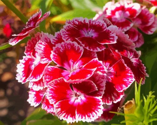 Sweet William Flowers Paint By Number