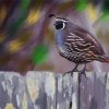 The California Quail Art Paint By Number