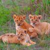 Three Lions Cubs Paint By Number