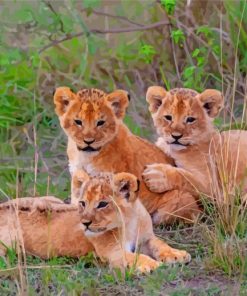 Three Lions Cubs Paint By Number