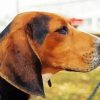 Treeing Walker Coonhound Paint By Number