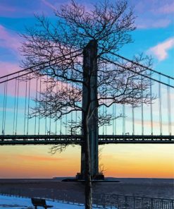 Verazzano Bridge And Tree Paint By Number