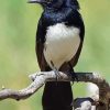 Willie Wagtail Bird Paint By Number