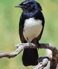 Willie Wagtail Bird Paint By Number