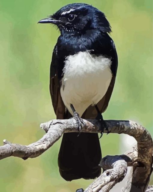 Willie Wagtail Bird Paint By Number