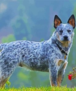 Adorable Australia Cattle Dog Paint By Number