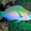 Aesthetic Parrot Fish Art Paint By Number