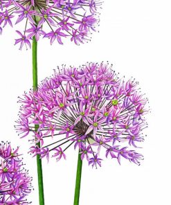 Allium Art Paint By Number