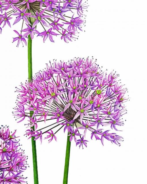 Allium Art Paint By Number