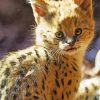 Baby Serval Paint By Number