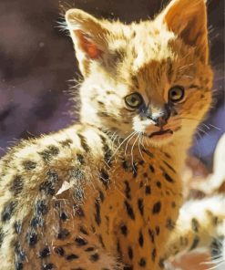 Baby Serval Paint By Number