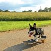 Beautiful Dog Skateboard Paint By Number