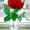 Beautiful Single Rose In Vase Paint By Number