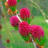 Beautiful Larch Cone Paint By Number