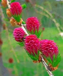 Beautiful Larch Cone Paint By Number