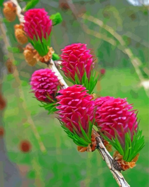 Beautiful Larch Cone Paint By Number