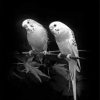 Black And White Budgies Birds Paint By Number