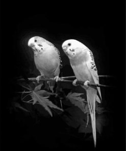 Black And White Budgies Birds Paint By Number