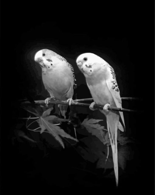 Black And White Budgies Birds Paint By Number