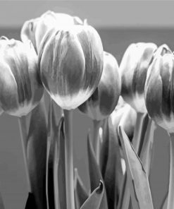 Black And White Tulip Flowers Paint By Number