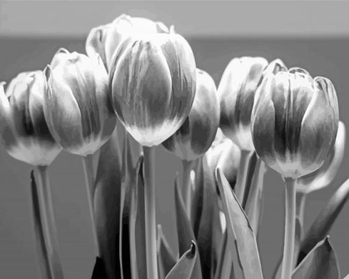 Black And White Tulip Flowers Paint By Number