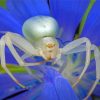 Blue Flower With Spider Paint By Number