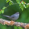 Catbird On A Branch Paint By Number