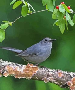 Catbird On A Branch Paint By Number