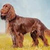 Chocolate Brown Field spaniel Paint By Number