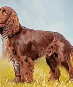 Chocolate Brown Field spaniel Paint By Number