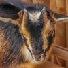 Close Up Nigerian Dwarf Goat Paint By Number