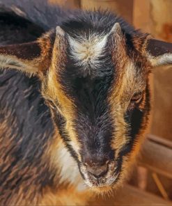 Close Up Nigerian Dwarf Goat Paint By Number