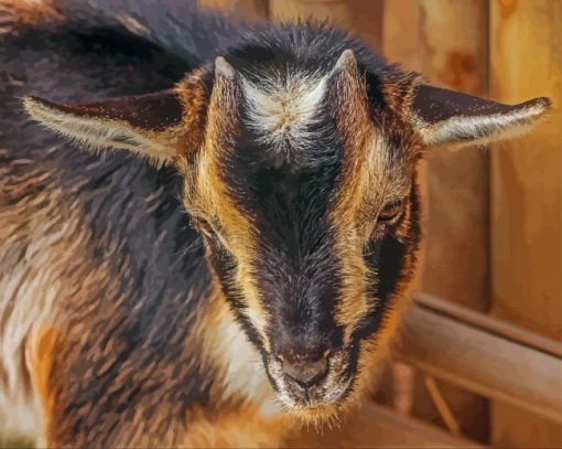 Close Up Nigerian Dwarf Goat Paint By Number