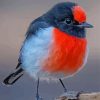 Cute Red Capped Robin Paint By Number