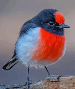 Cute Red Capped Robin Paint By Number