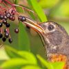 Cute Bird Eating Elderberry Paint By Number