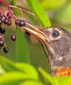 Cute Bird Eating Elderberry Paint By Number