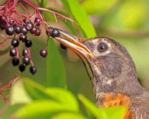 Cute Bird Eating Elderberry Paint By Number