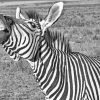 Funny Black And White Zebra Animal Paint By Number