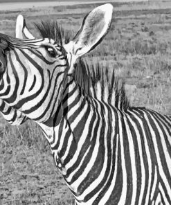 Funny Black And White Zebra Animal Paint By Number