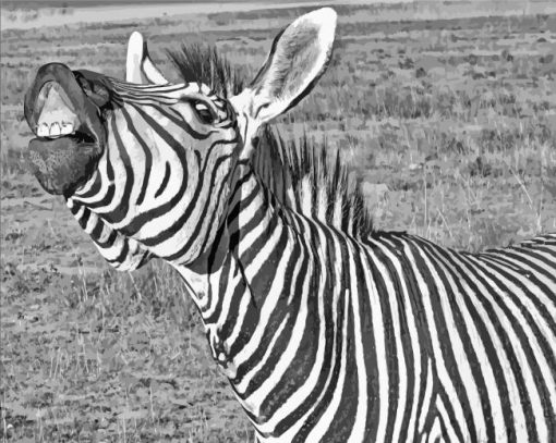 Funny Black And White Zebra Animal Paint By Number