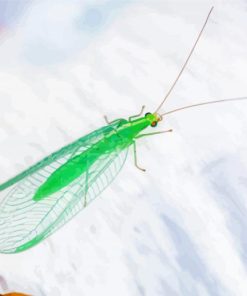 Lacewing Paint By Number