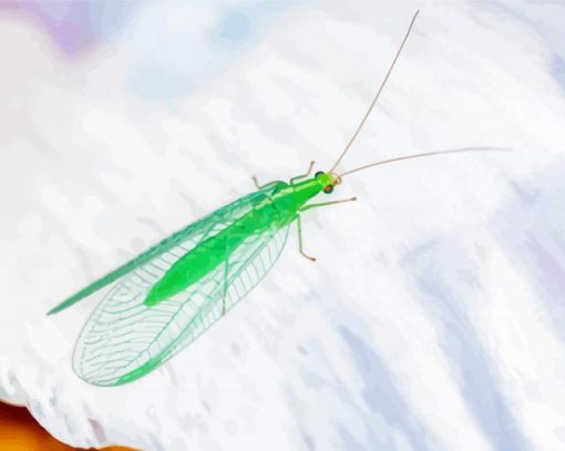 Lacewing Paint By Number